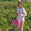 Vendeurs de colliers de rose