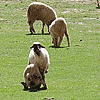 troupeau de moutons dans l'Atlas