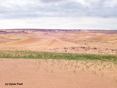 Verdure dans les dunes près de Tazzarine