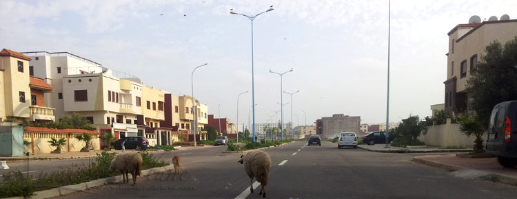 Moutons dans les rues d'El Jadida