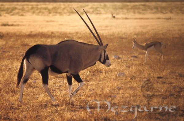 Grand Gemsbock mâle de profil sur fond de savane