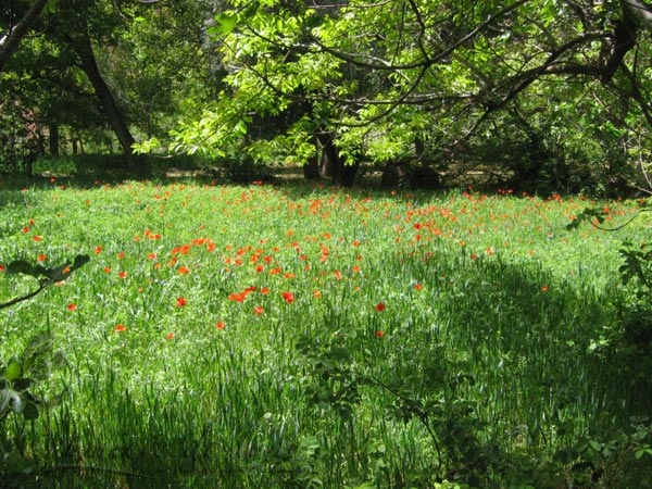 Jardin de roses à Boutaghar